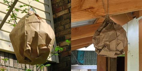 paper bag fake hornets nest|paper bag wasp hat trick.